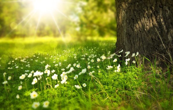 Field of flowers in sunlight