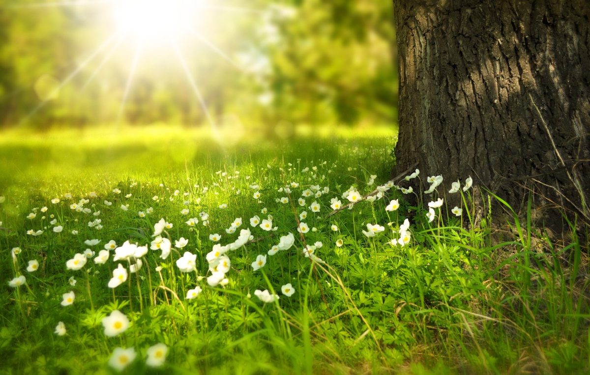 Field of flowers in sunlight